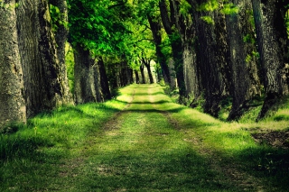Green Path - Obrázkek zdarma 
