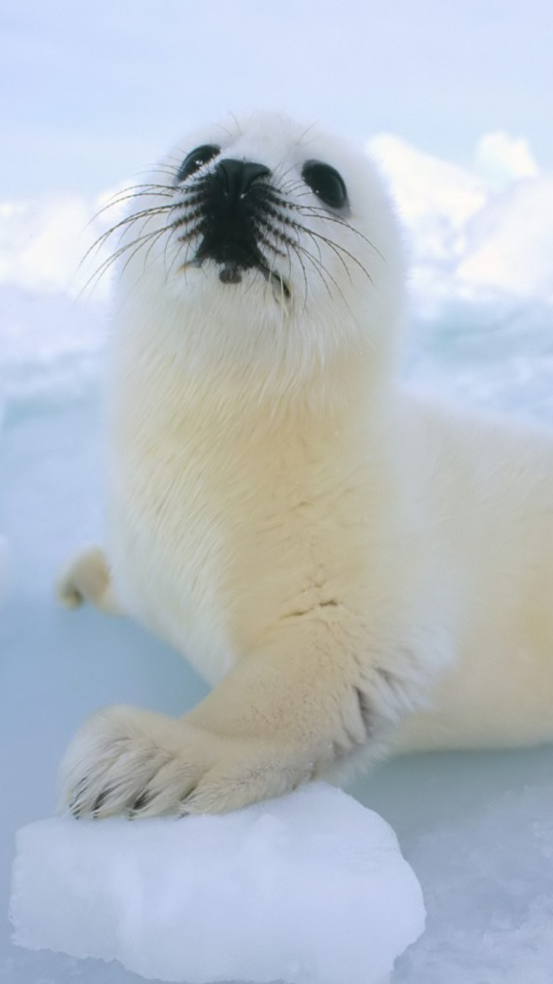 Sfondi Seal Baby 1080x1920