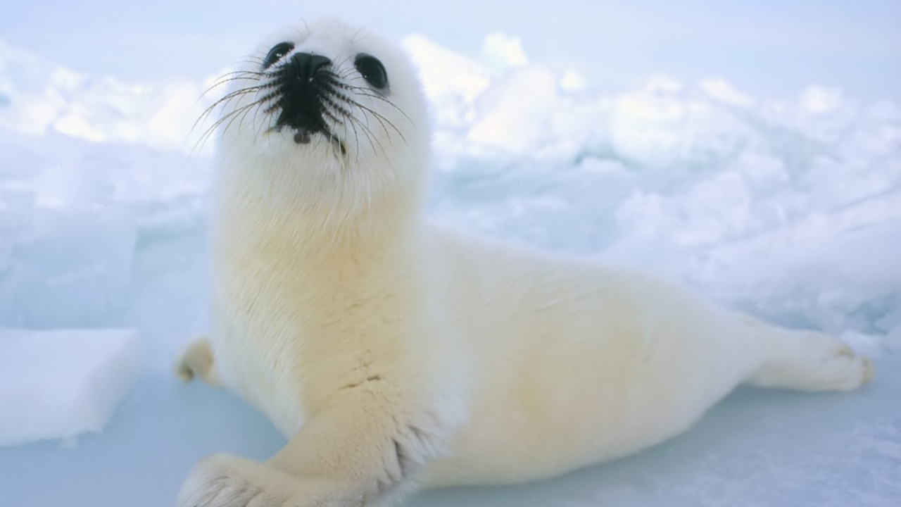 Das Seal Baby Wallpaper 1280x720