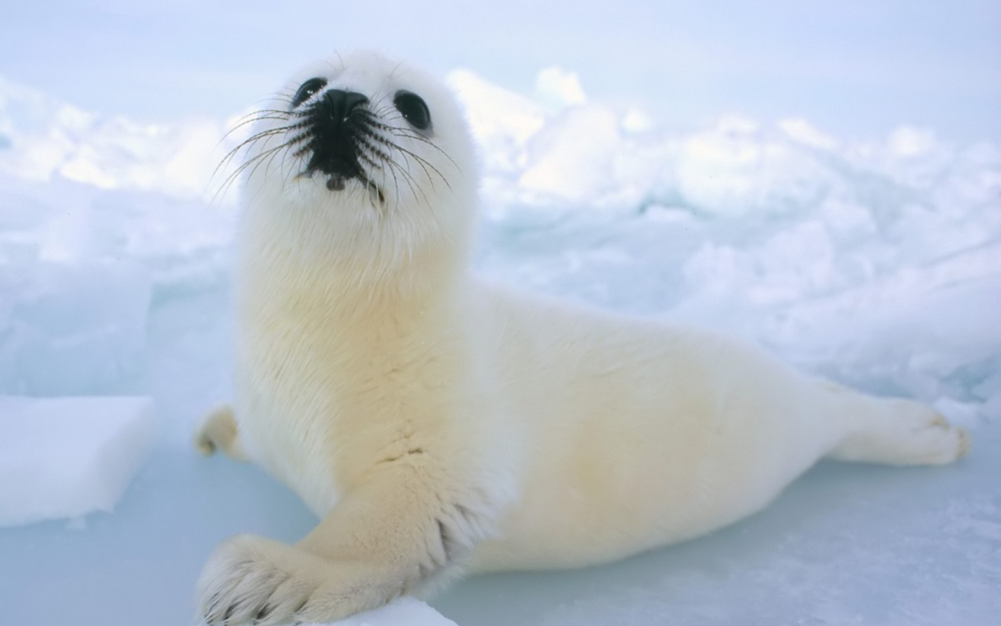 Обои Seal Baby 1440x900