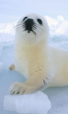 Seal Baby wallpaper 240x400