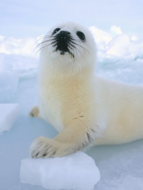 Seal Baby screenshot #1 480x640