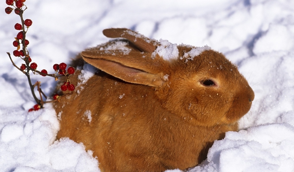 Rabbit in Snow wallpaper 1024x600
