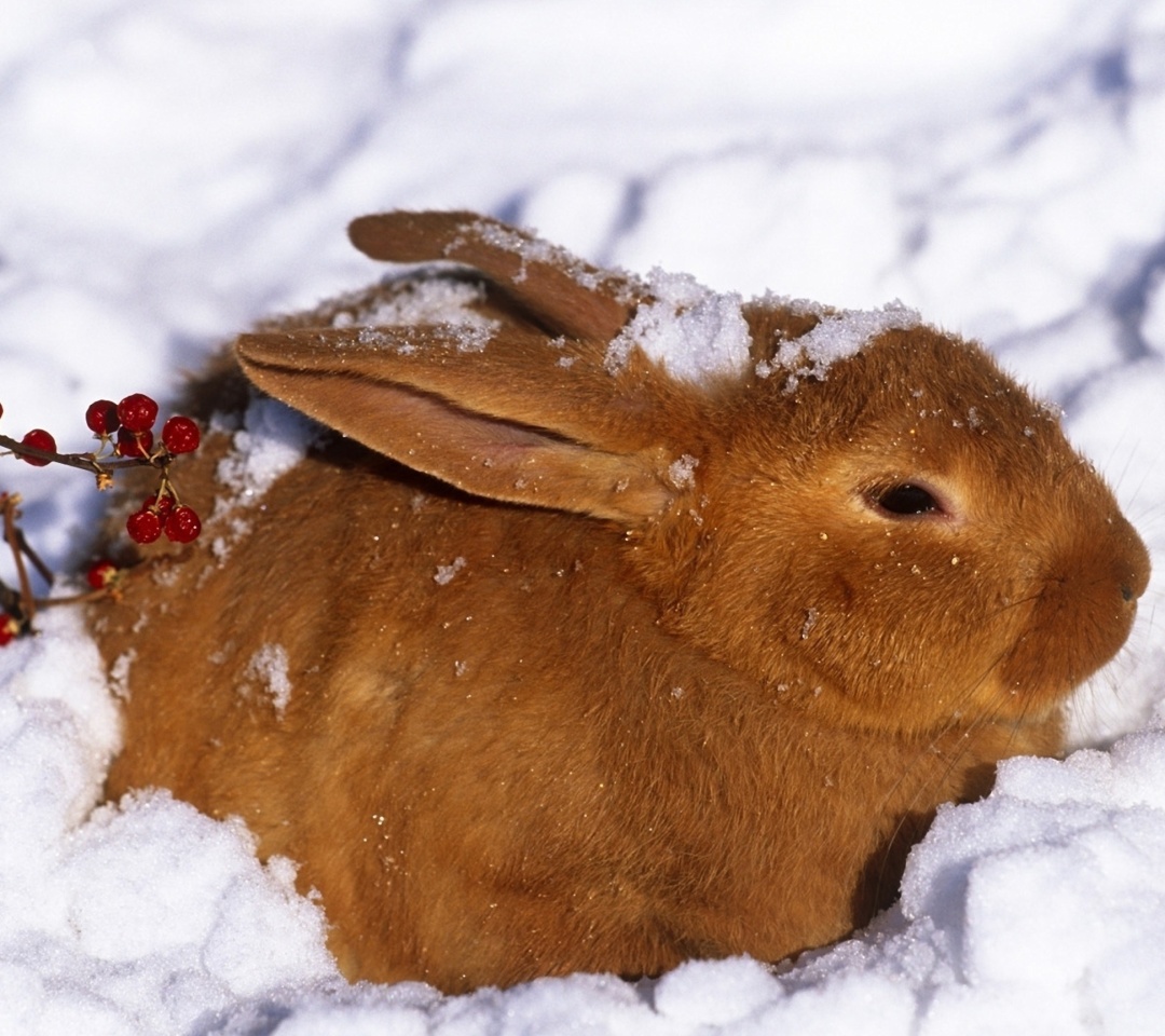 Обои Rabbit in Snow 1080x960