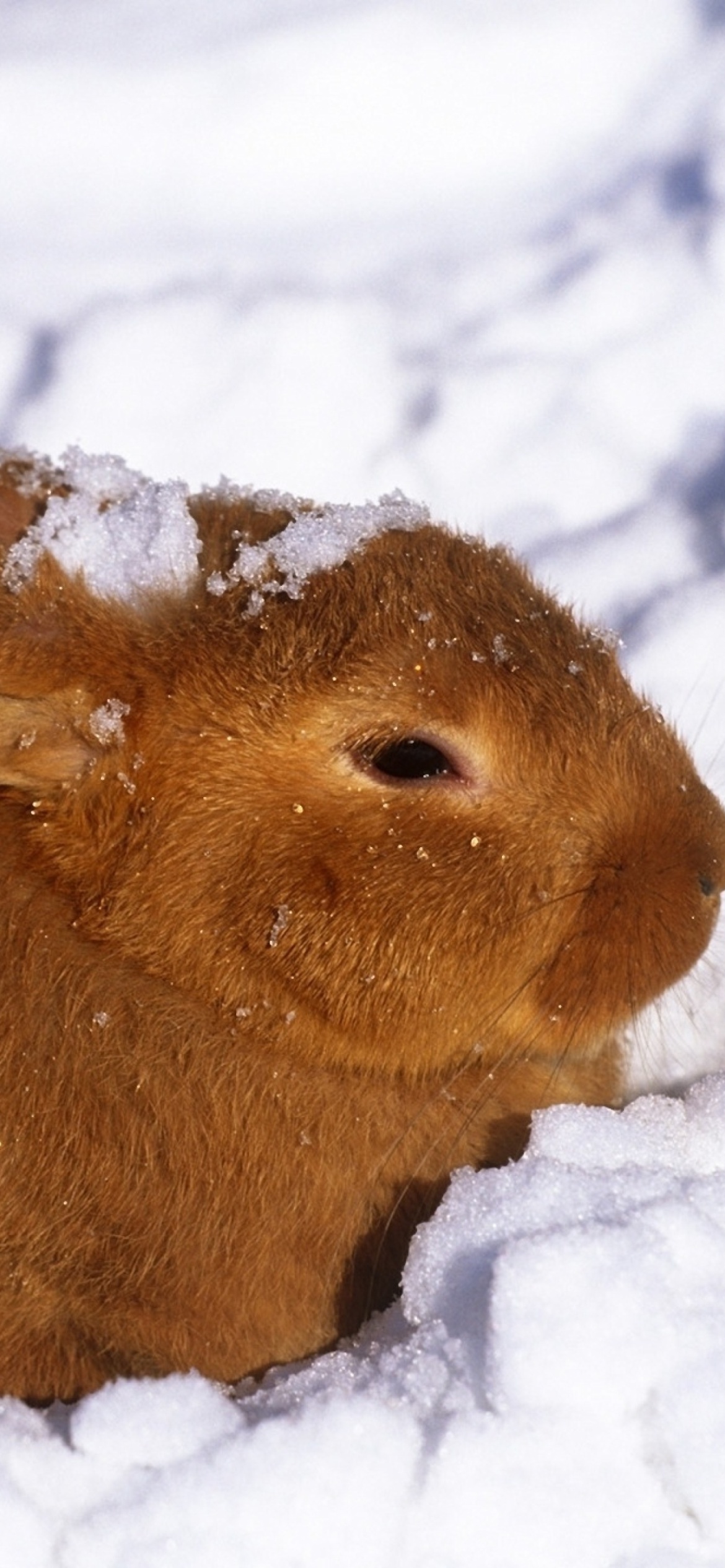 Sfondi Rabbit in Snow 1170x2532