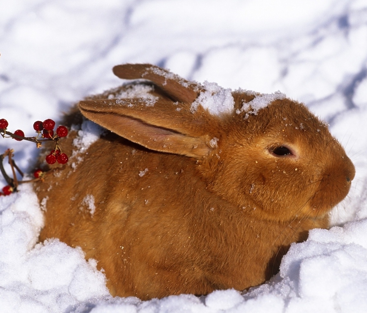 Sfondi Rabbit in Snow 1200x1024