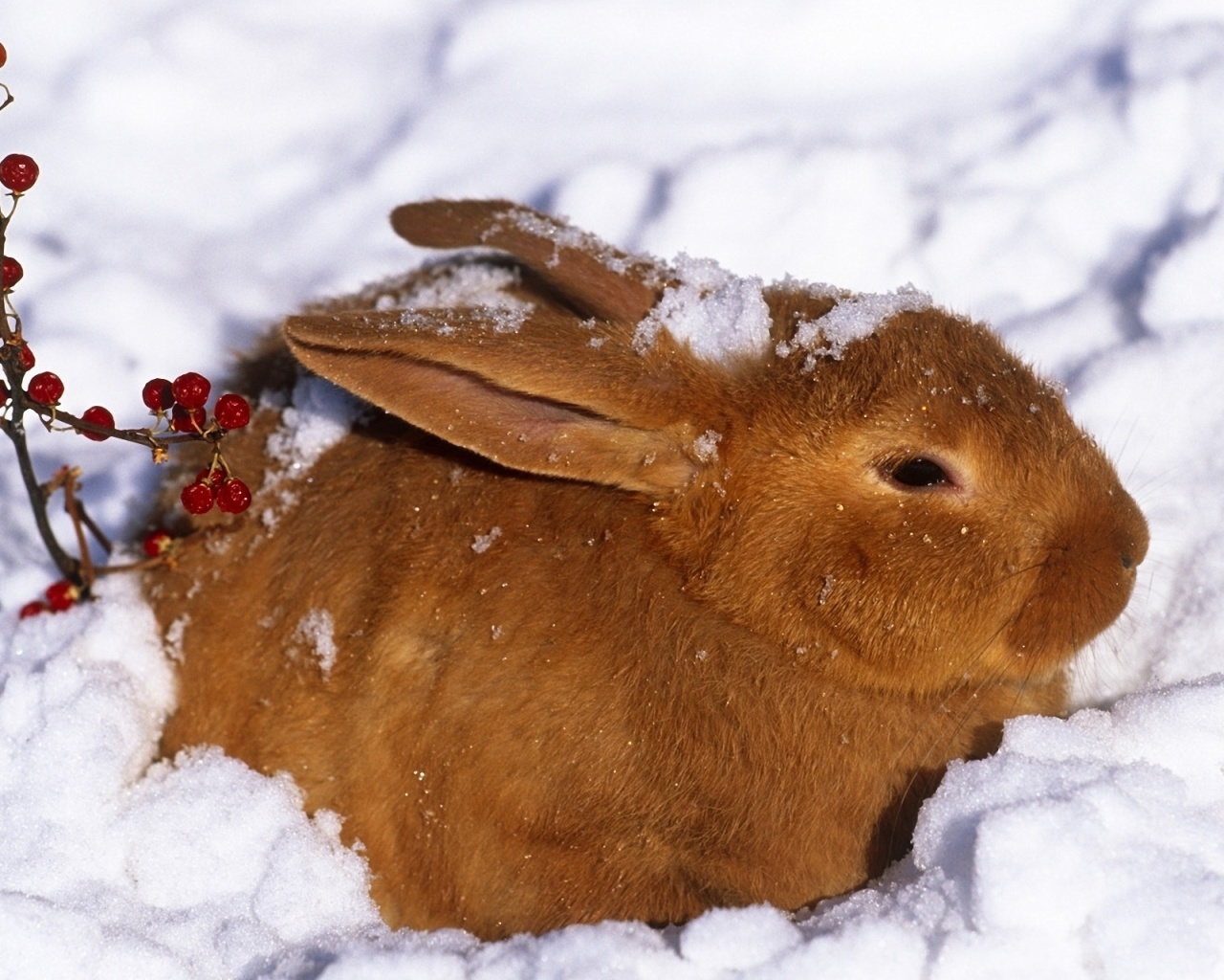 Rabbit in Snow wallpaper 1280x1024