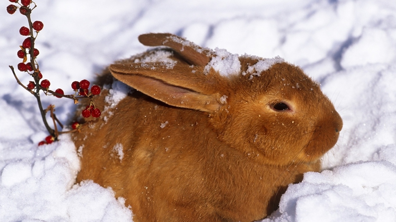 Sfondi Rabbit in Snow 1366x768