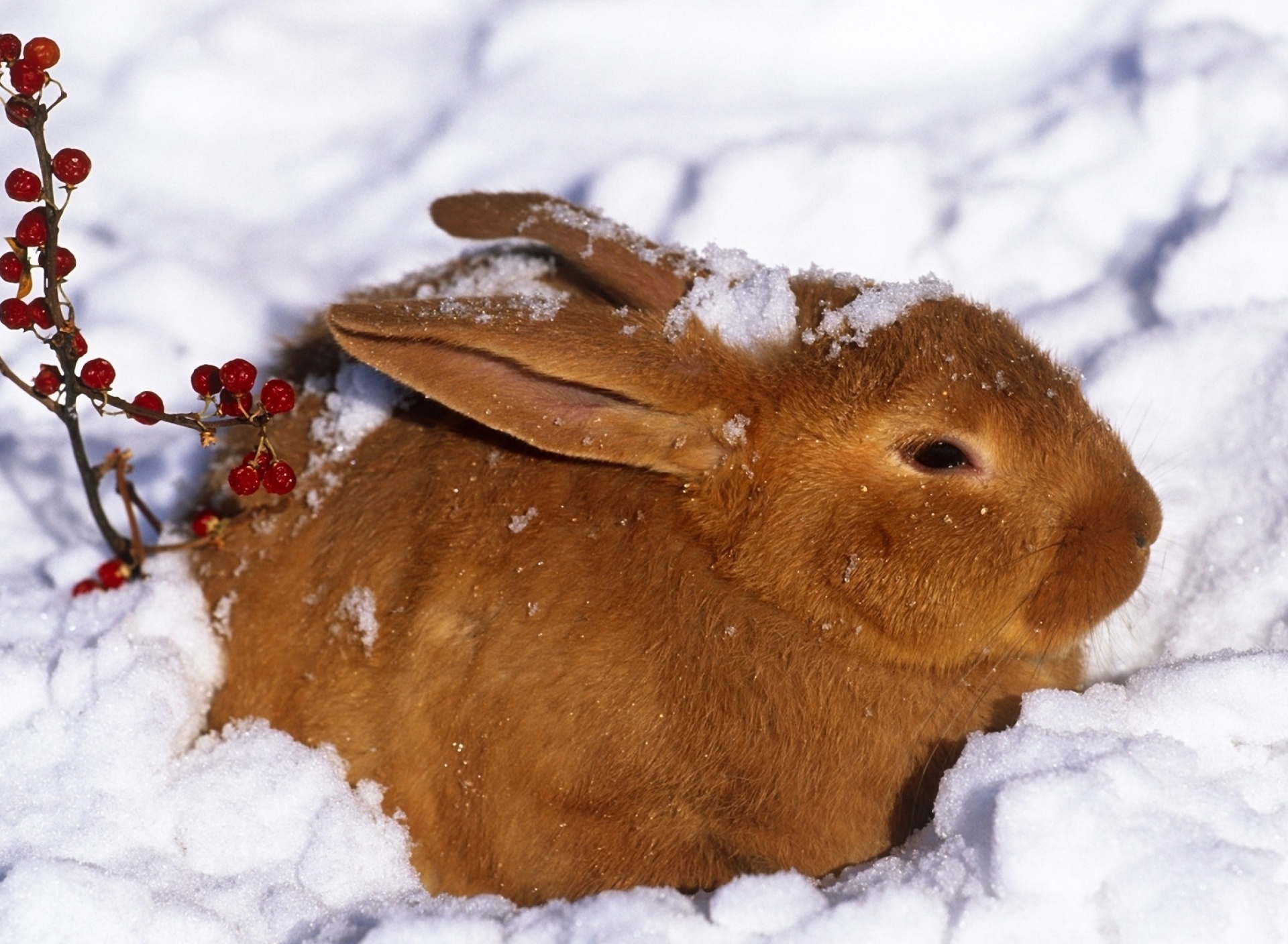 Das Rabbit in Snow Wallpaper 1920x1408