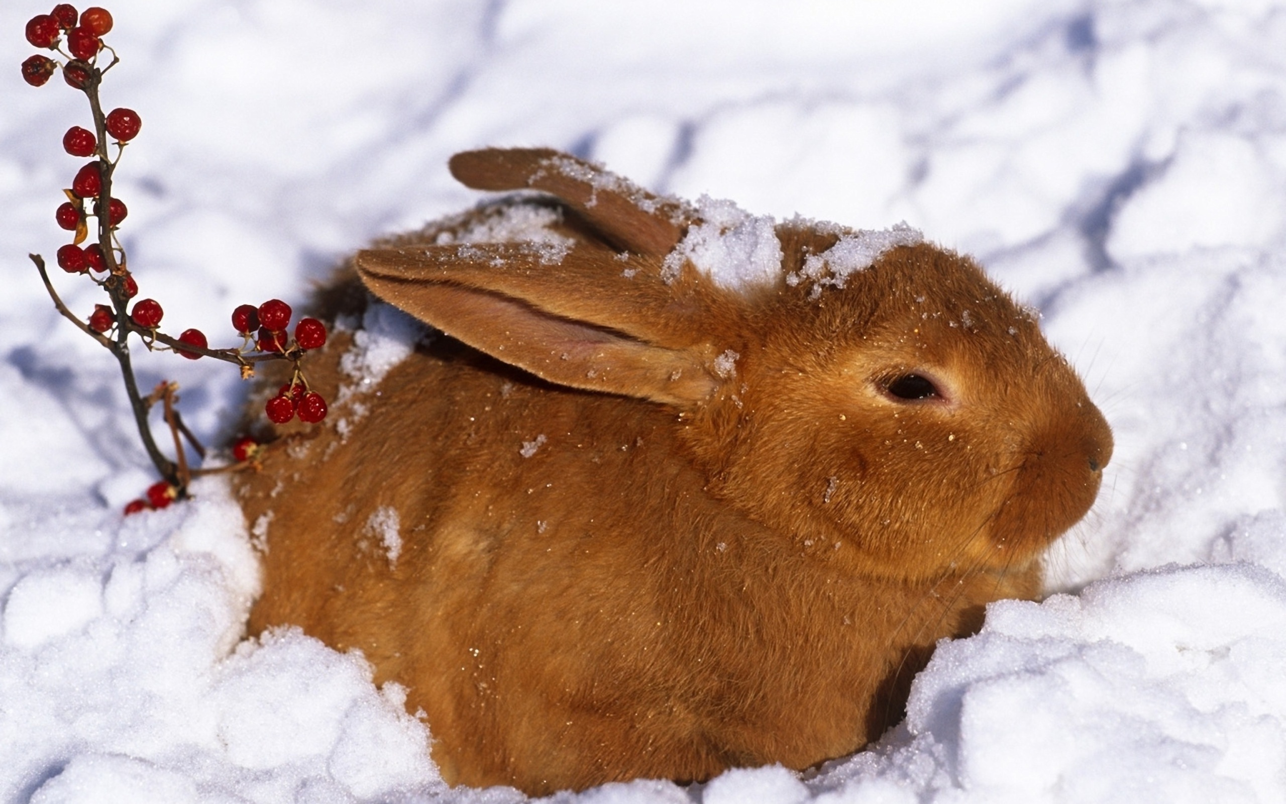 Rabbit in Snow wallpaper 2560x1600