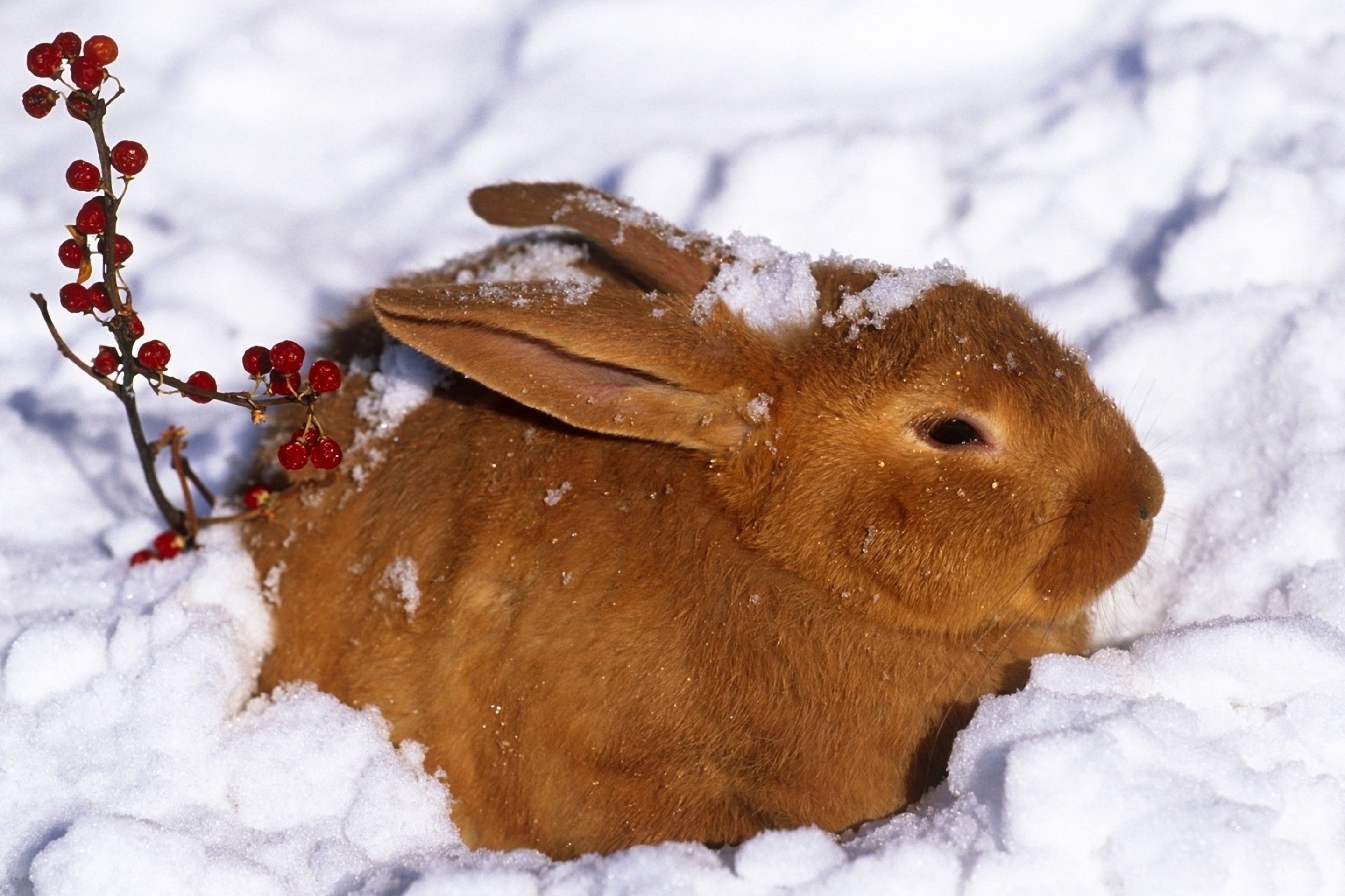 Rabbit in Snow wallpaper 2880x1920