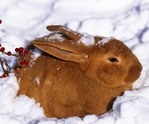 Rabbit in Snow wallpaper 480x400