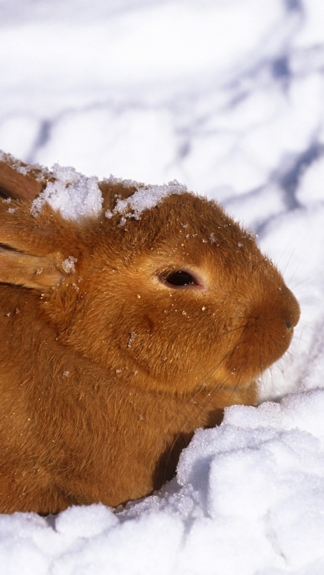 Rabbit in Snow wallpaper 640x1136