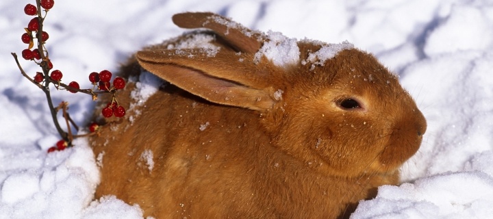 Rabbit in Snow wallpaper 720x320