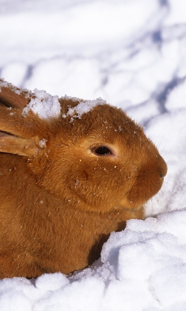 Rabbit in Snow wallpaper 768x1280