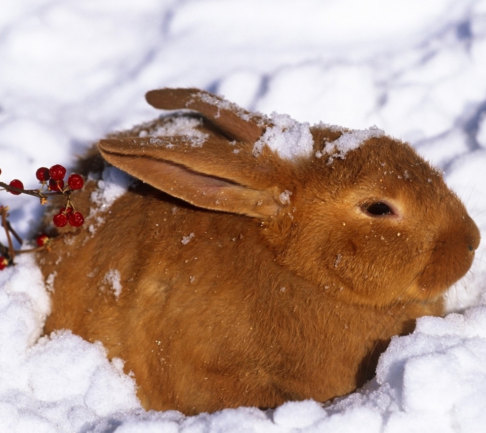 Fondo de pantalla Rabbit in Snow 960x854