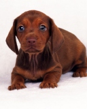 Screenshot №1 pro téma Dachshund 128x160