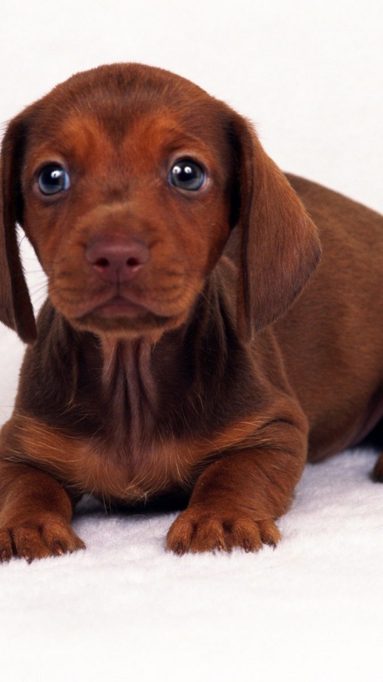 Dachshund wallpaper 750x1334