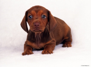 Free Dachshund Picture for Android, iPhone and iPad