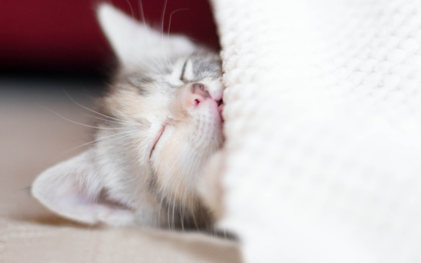 Fondo de pantalla Sleeping Little Kitty 1440x900