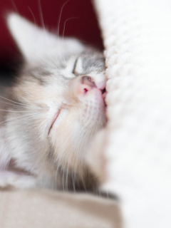 Das Sleeping Little Kitty Wallpaper 240x320