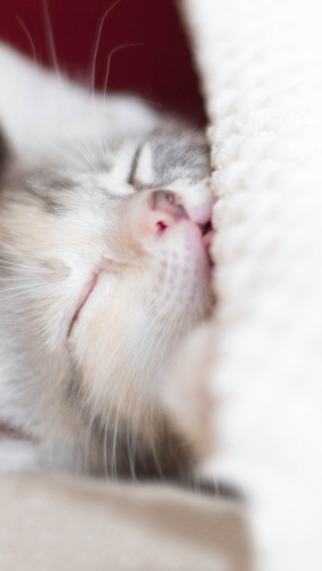 Sfondi Sleeping Little Kitty 640x1136