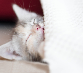 Sleeping Little Kitty - Fondos de pantalla gratis para iPad mini 2