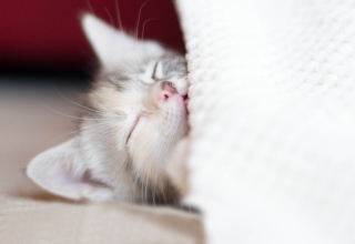 Kostenloses Sleeping Little Kitty Wallpaper für Android, iPhone und iPad