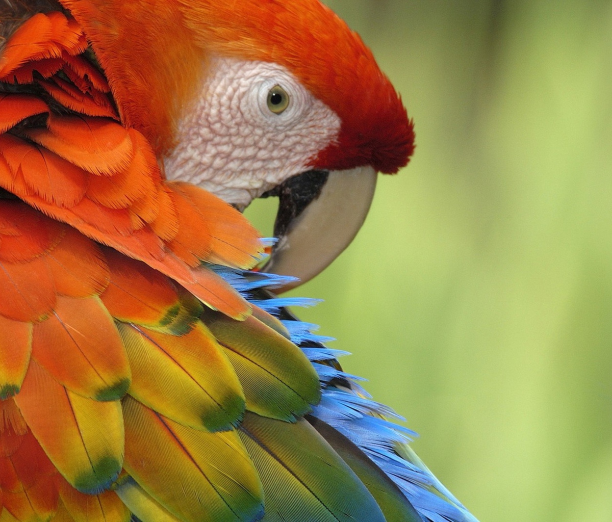 Das Parrot Close Up Wallpaper 1200x1024