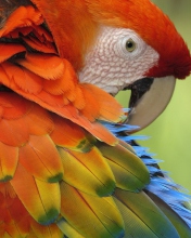 Обои Parrot Close Up 176x220