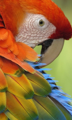 Fondo de pantalla Parrot Close Up 240x400