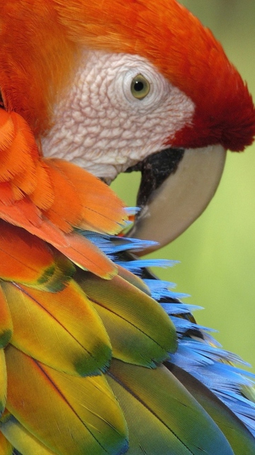 Sfondi Parrot Close Up 360x640