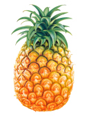 Pineapple wallpaper 132x176