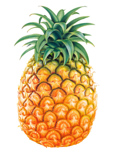 Das Pineapple Wallpaper 240x320
