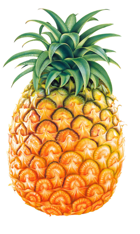 Pineapple wallpaper 480x800