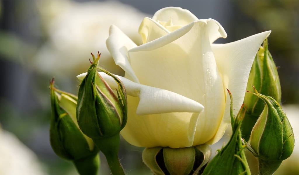 White Rose Closeup wallpaper 1024x600