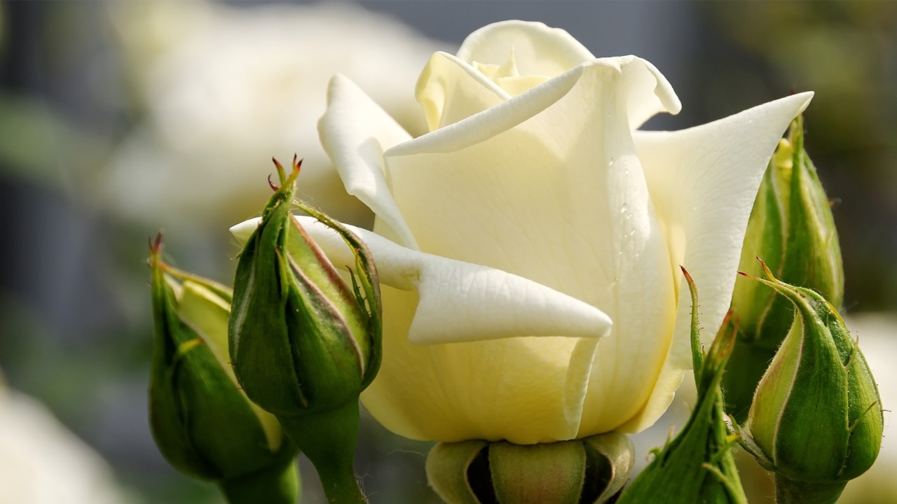 Das White Rose Closeup Wallpaper 1280x720