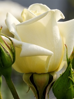 Обои White Rose Closeup 240x320