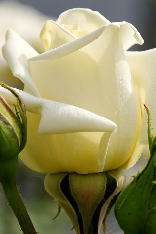 Sfondi White Rose Closeup 320x480