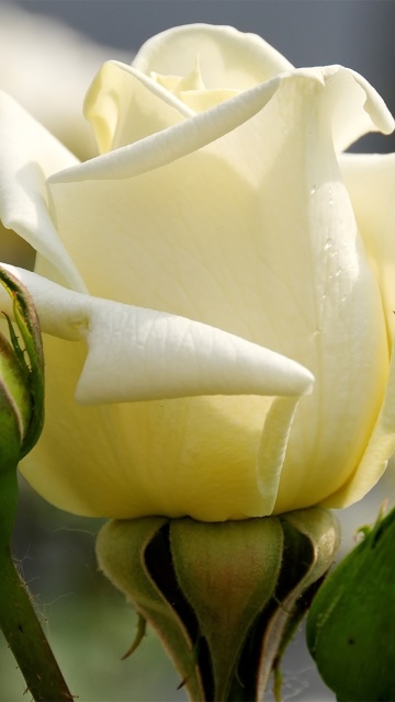 Обои White Rose Closeup 360x640