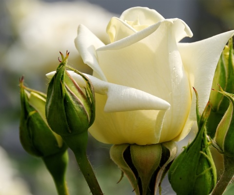 Sfondi White Rose Closeup 480x400