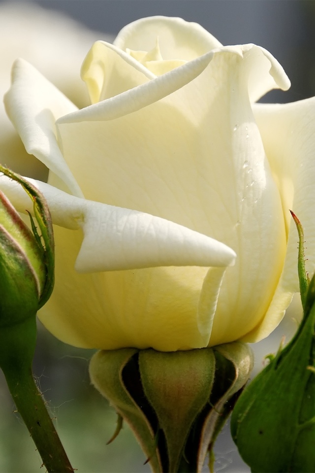 Sfondi White Rose Closeup 640x960