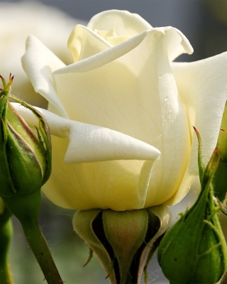 Free White Rose Closeup Picture for 480x800