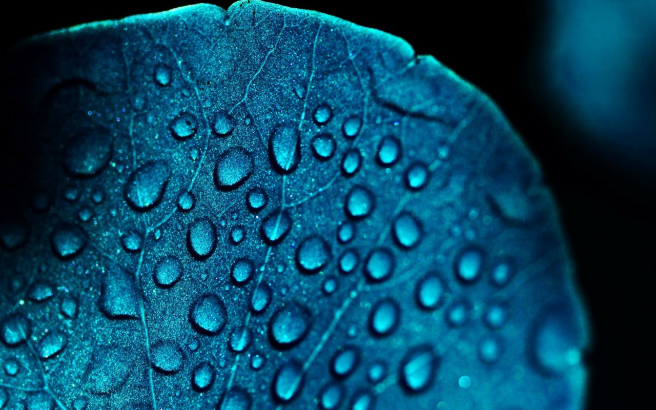 Macro Blue Leaf screenshot #1 1280x800