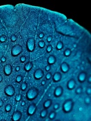 Macro Blue Leaf wallpaper 132x176