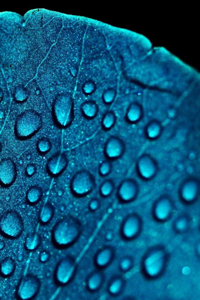 Das Macro Blue Leaf Wallpaper 640x960
