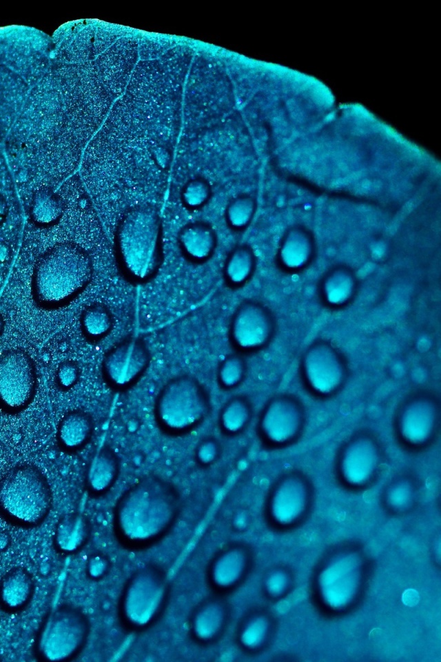 Sfondi Macro Blue Leaf 640x960