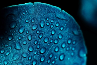 Macro Blue Leaf Picture for Android, iPhone and iPad