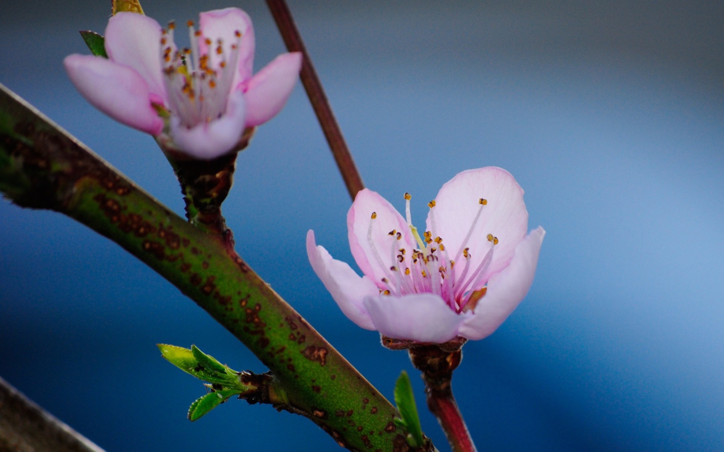Fondo de pantalla Pink Blossom 1440x900