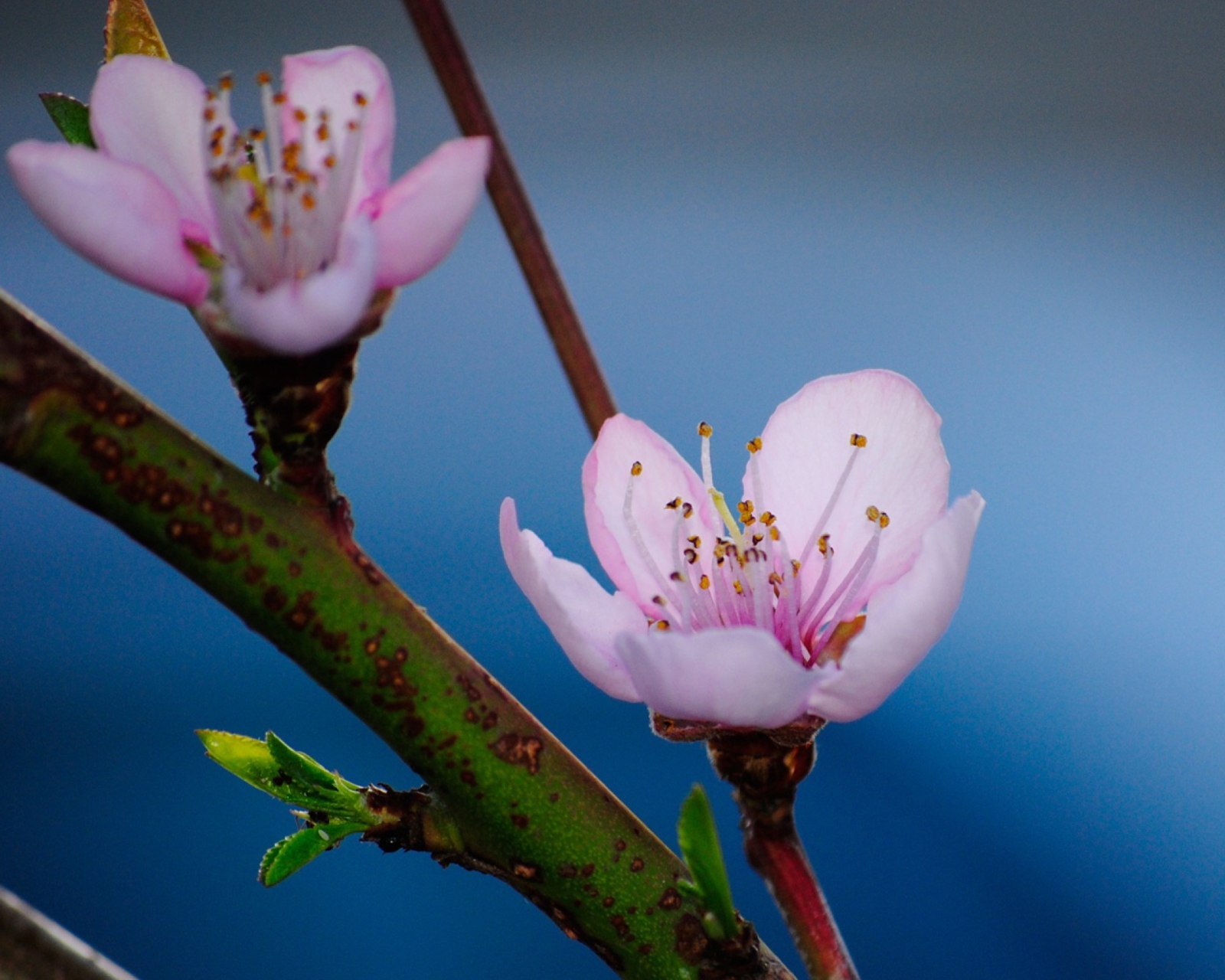 Sfondi Pink Blossom 1600x1280